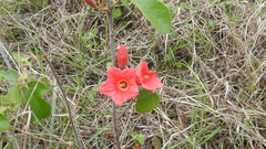 Brachychiton bidwillii