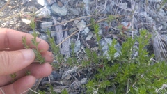 Galium bolanderi