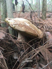 Boletus quercophilus