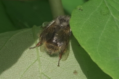 Bombus mixtus