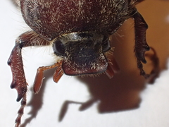Amblonoxia palpalis