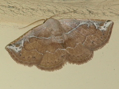 Eublemma rubra