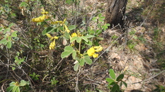 Cajanus confertiflorus