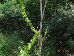 Randia obcordata