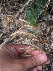 Bromus pubescens