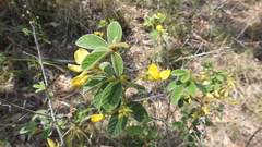 Cajanus confertiflorus