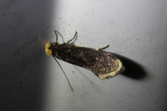 Doleromorpha porphyria