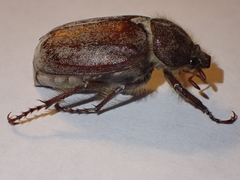 Amblonoxia palpalis