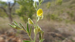 Crotalaria brevis