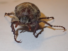 Amblonoxia palpalis
