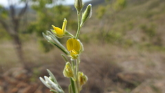 Crotalaria brevis