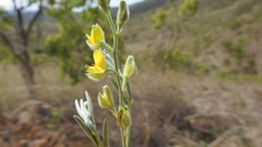 Crotalaria brevis