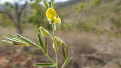 Crotalaria brevis