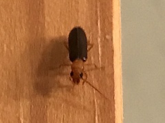 Xanthochroina bicolor