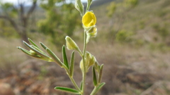 Crotalaria brevis
