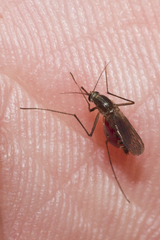 Aedes atlanticus