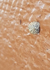 Microxeromagna lowei