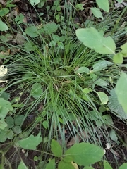 Carex radiata
