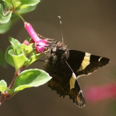 Thorybes pseudocellus