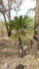 Cycas megacarpa