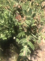 Ceanothus papillosus