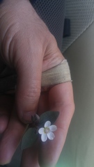 Claytonia obovata