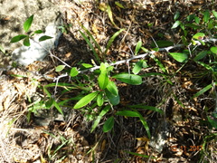 Xylosma flexuosa