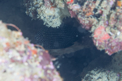 Calloplesiops altivelis