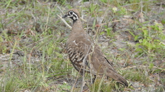 Geophaps scripta scripta