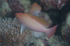 Pseudanthias hypselosoma
