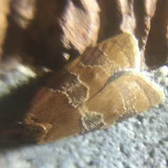 Cenopis diluticostana