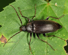 Capnochroa fuliginosa