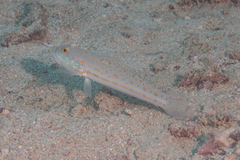 Valenciennea puellaris