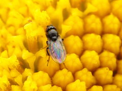 Paramyia