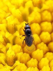 Paramyia