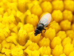 Paramyia