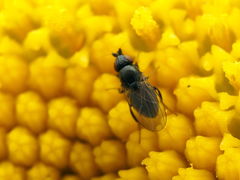 Paramyia