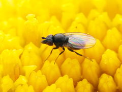 Paramyia