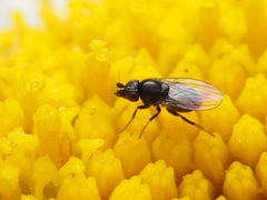 Paramyia