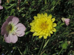 Pyrrhopappus carolinianus