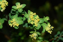 Pimelea flava flava