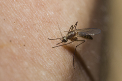 Aedes atlanticus