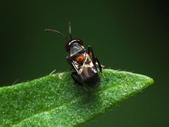 Encyrtus