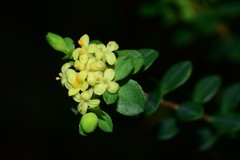 Pimelea flava flava