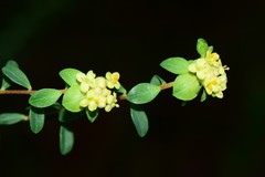 Pimelea flava flava