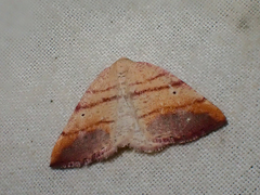 Drepanulatrix carnearia