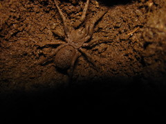 Paratropis tuxtlensis
