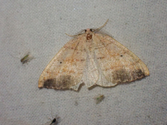 Drepanulatrix carnearia