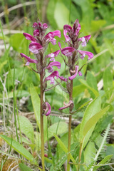Pedicularis sudetica interior