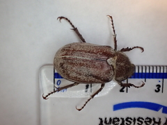 Amblonoxia palpalis